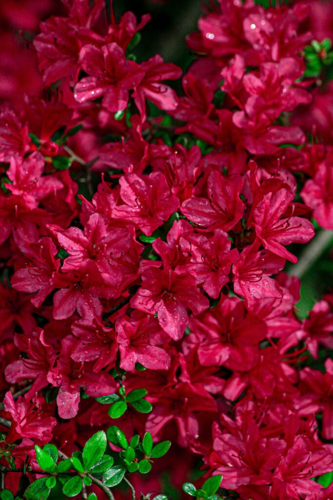 Azalea, flower that inspired the name of the company Azalea, flower that inspired the name of the company